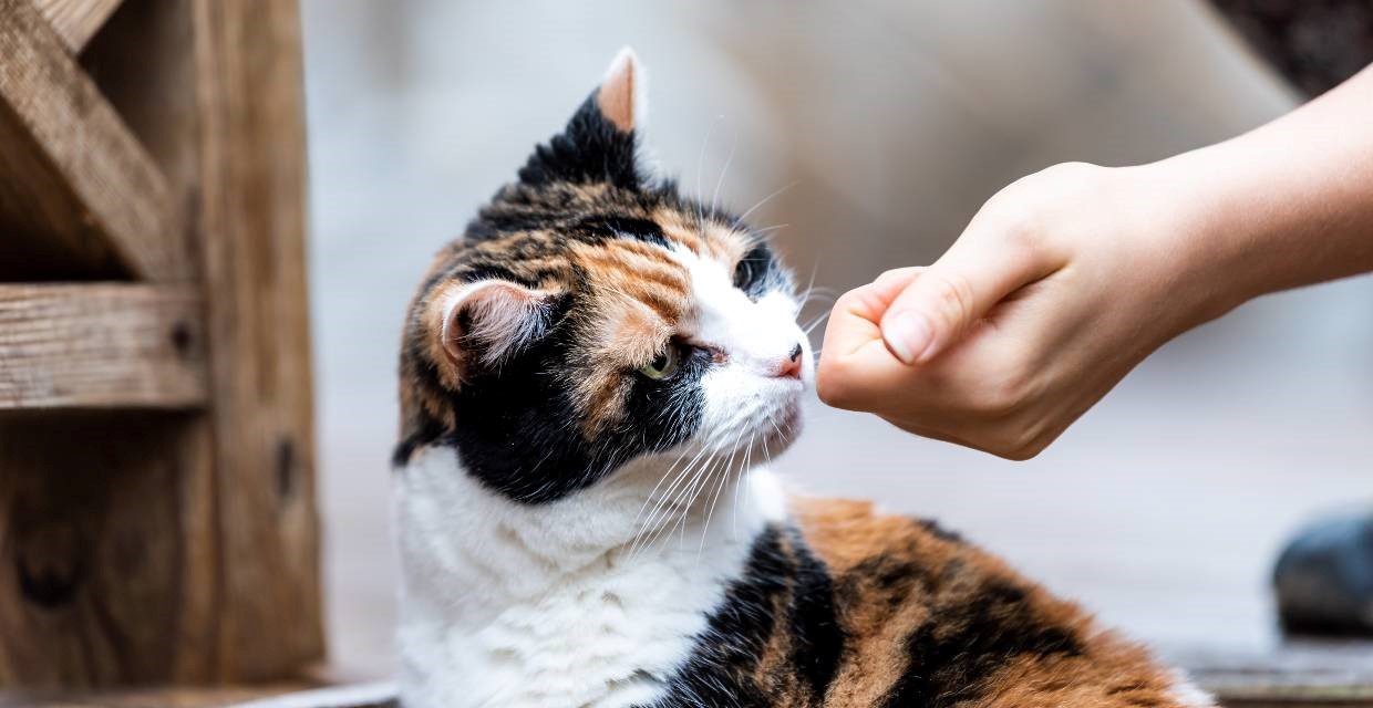 Cat Whisperer Secrets: Training Your Feline with Treats